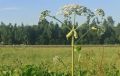 Сотрудники отдела судебных приставов не пустили двоих жителей Пермского края за границу из-за неубранного борщевика