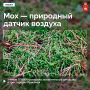 Мхи помогли оценить качество воздуха в трех городах Прикамья