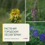 Их видел каждый, но мало кто знает о лекарственных свойствах растений, которые нас окружают