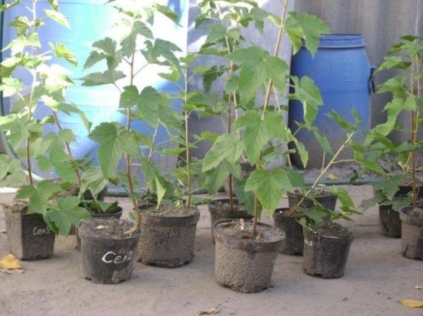Секреты успешной посадки черной смородины: весна или осень?