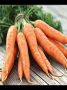 Морковь Варвара: идеальный выбор для среднеспелых культур с высоким вкусом