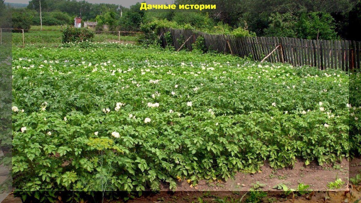 Как правильно ухаживать за картофелем в августе: советы для дачников