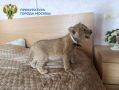 Осуждены организаторы фотосессии со львами, которых приютили в Перми