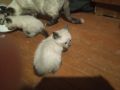 Сиамские котята ищут любящих хозяев!