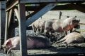 Африканская чума косит свиней в Прикамье