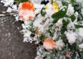 Первый снег в этом году — когда ждать