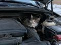 Автомобилистов просят проверять капот на наличие котят