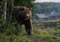 В Прикамье ликвидируют медведя, вышедшего к людям в деревне Пашня