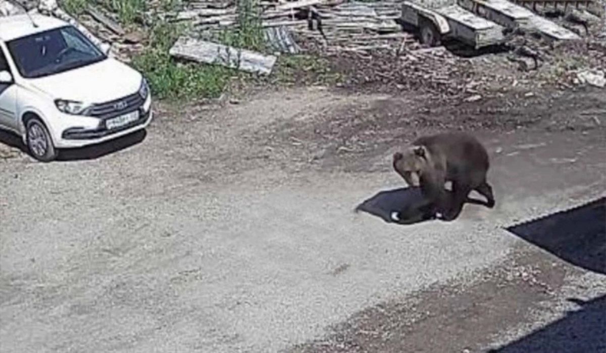 Медведь разгуливает по Соликамску
