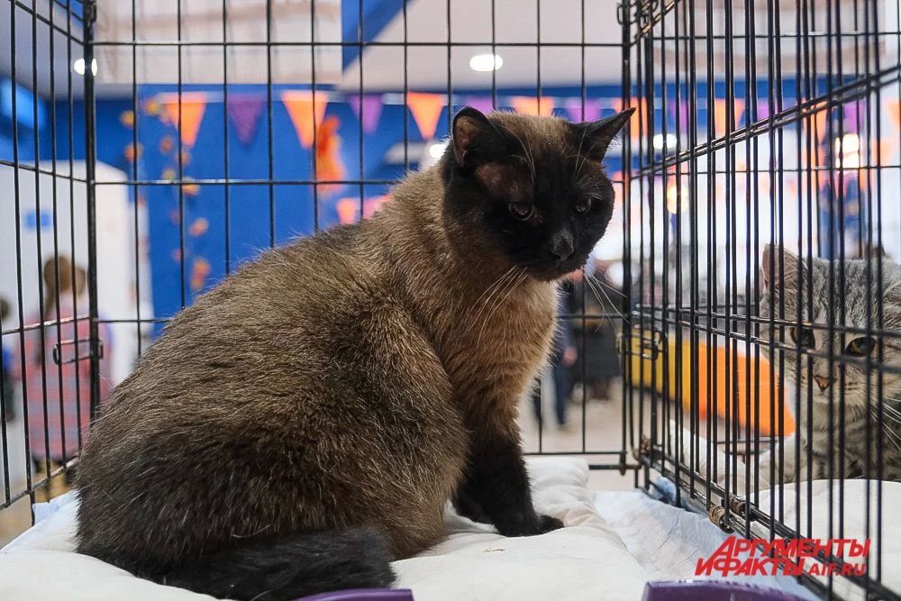 В Перми наступил «Котябрь» В Перми наступил «Котябрь»