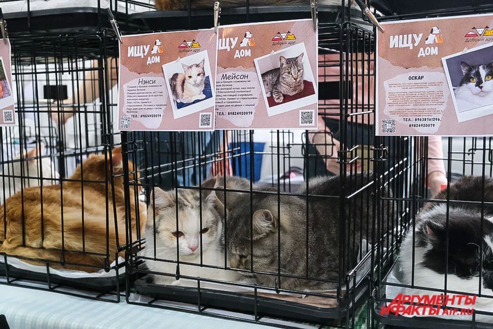 В Перми наступил «Котябрь» В Перми наступил «Котябрь»
