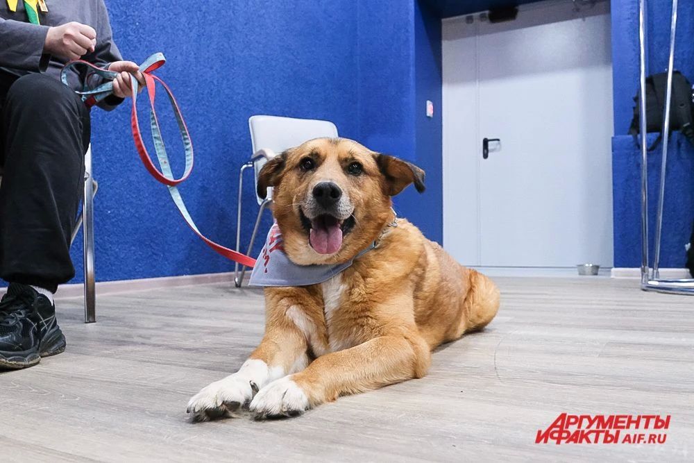 В Перми наступил «Котябрь» В Перми наступил «Котябрь»